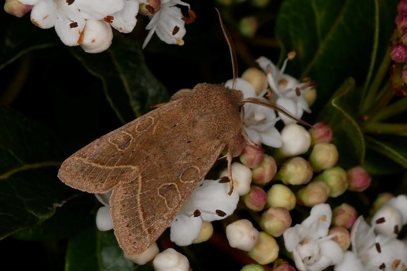 Orthosia cerasi da confermare.